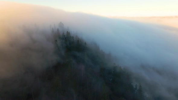 Aerial view of moody landscape above foggy forest with pine trees covering mountain hills at sunset. alt