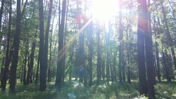 Trees in the Forest By Summer Day