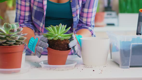 Woman Replanting Flowerhouse