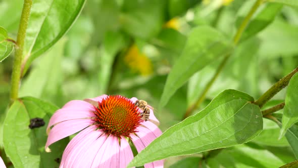 The Bee Eats Nectar On A Flower