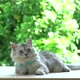 Cute Persian Cat Lying And Looking On Table - VideoHive Item for Sale