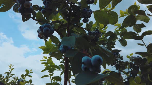 Ripe Blueberries on a Branch in a Blueberries Orchard