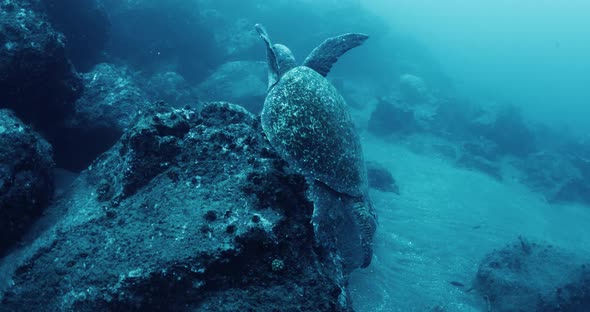 Turtle rising from ocean bed to the surface