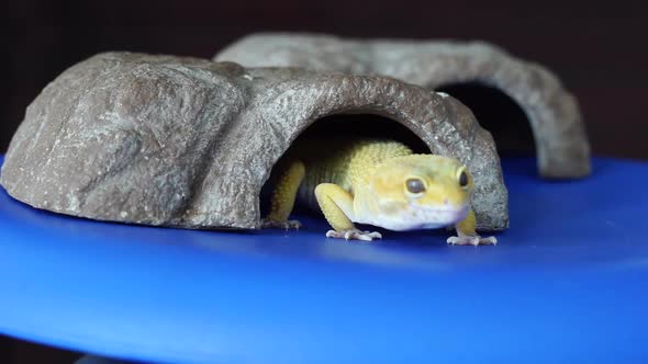 Leopard gecko out of the cave