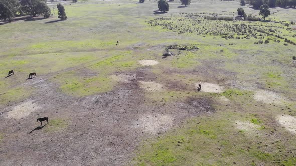 Aerial View of Grassland Area with Stallions in Australia