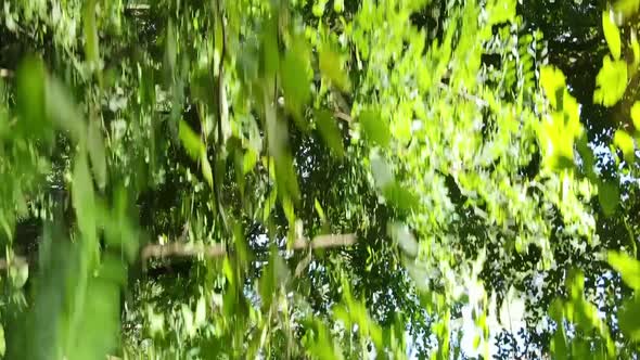 Vertical Video of Green Forest By Day