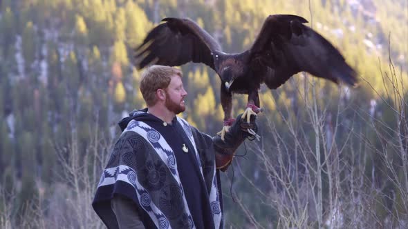 Golden eagle perched on falconers glove