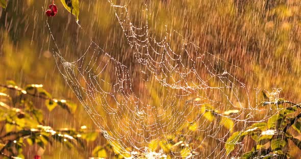 Rain in the Forest at Sunset. Cobwebs in Small Drops of Rain.