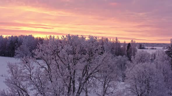 White Frost Covered Trees