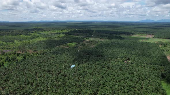 Aerial View of The Palm Oil Estates