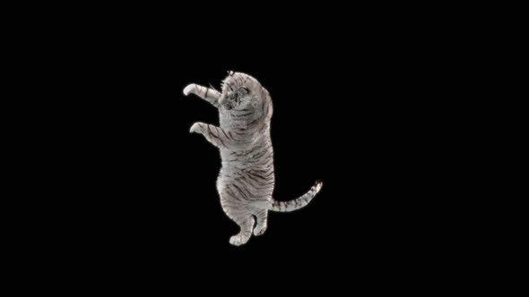 70 White Tiger Dancing HD