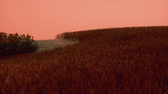 Gold Wheat Field at Sunset Landscape