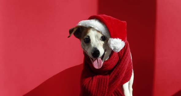 Cute Jack Russell Terrier in Santa Hat Looking at the Camera on a Red Background