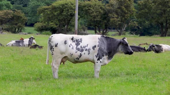 A farm yard black and white cow grazing on green grass in a field in the summer time