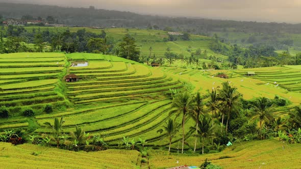 Aerial shot of the lush green rice paddies of Bali.