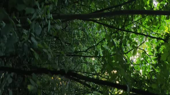 Vertical Video of a Beautiful Forest in Summer