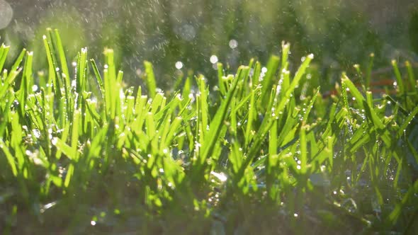 Spraying Water on Green Grass