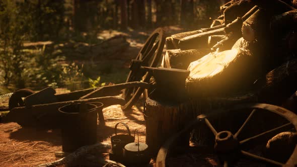 Preparation of Firewood for the Winter in Forest at Sunset