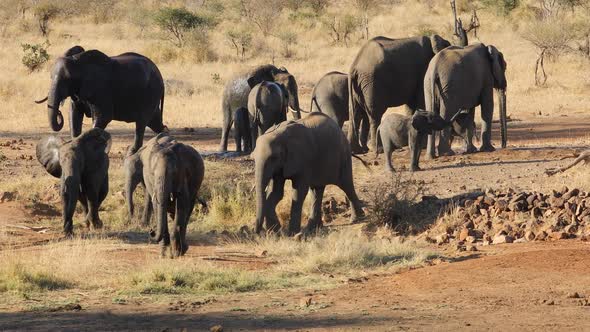 African Elephant Herd - Kruger National Park