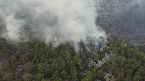 Burning Forest in Mersin Province Turkey