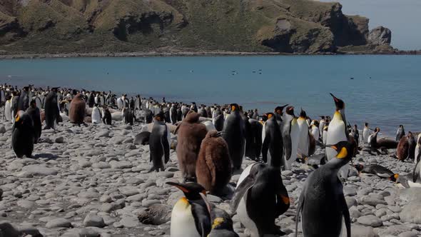 King Penguins On South Georgia Island