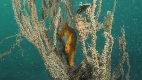 A lone yellow Seahorse hides from predatory fish in a soft coral marine plant below the ocean surfac