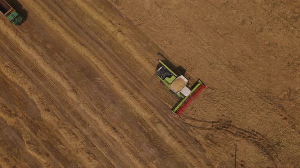 Combine Harvester Working In The Field.