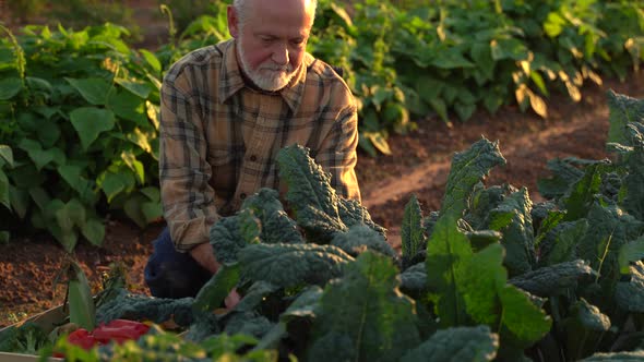 Close up of farmer picking kale in the field at sunset.