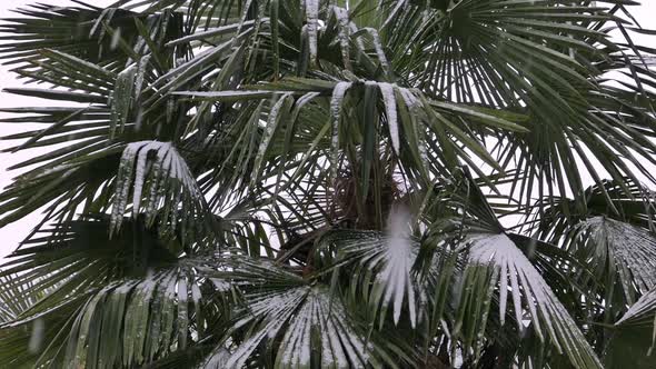 Palm Tree In Snow Fall - II alt