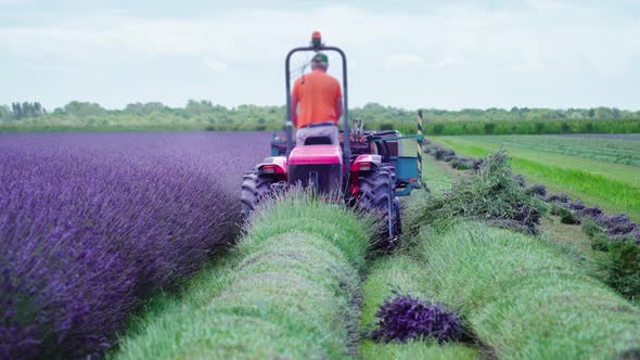 Tractor Cuts the Lavender Plants