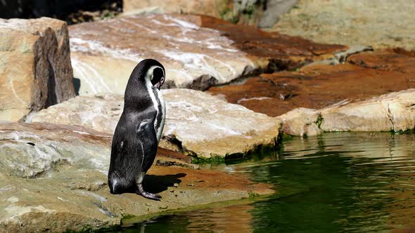 Humboldt penguin (Spheniscus humboldti) standing on rocks