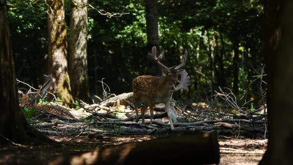 Animals Park with Fallow Deer, France