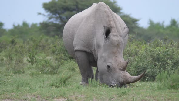 Rhino grazing at Khama Rhino Sanctuary