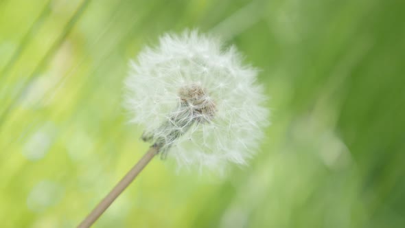 In the field Taraxacum flower green natural background 4K 3840X2160 UHD footage - Lonely dandelion f