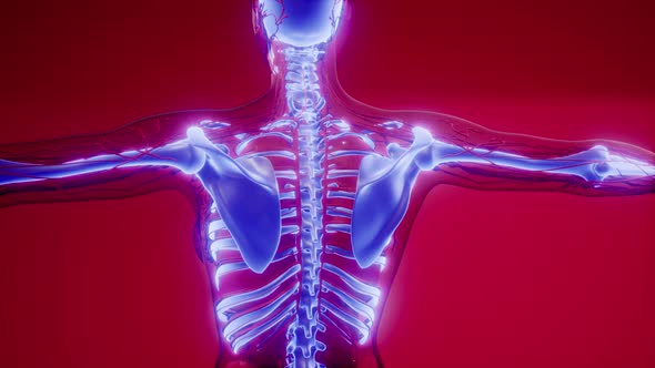 Transparent Human Body with Visible Bones alt