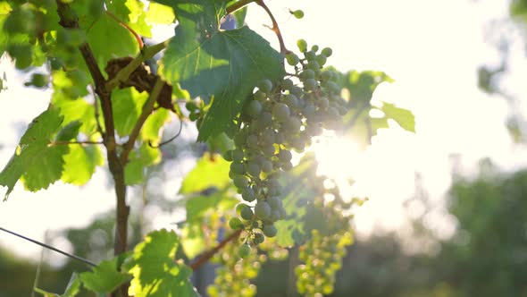 Slow Motion Shot of Ripe White Grapes in Sunny Vineyard