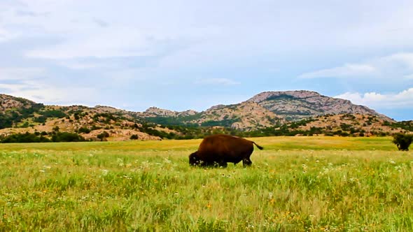 Wichita Wildlife Refuge   Buffalo Grazing 9302