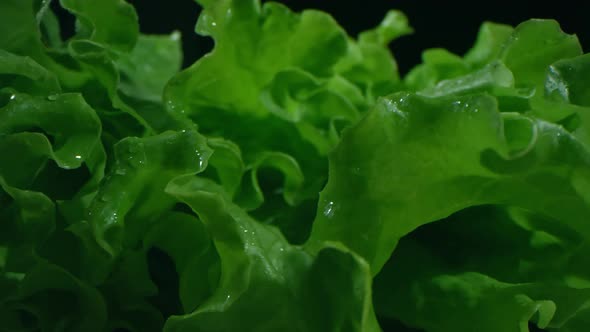 Macro Shot Of Green Lettuce
