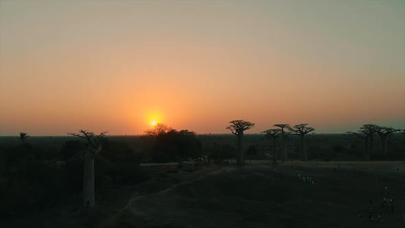 Aerial drone view of sunset at the Avenue of Baobab in Madagascar