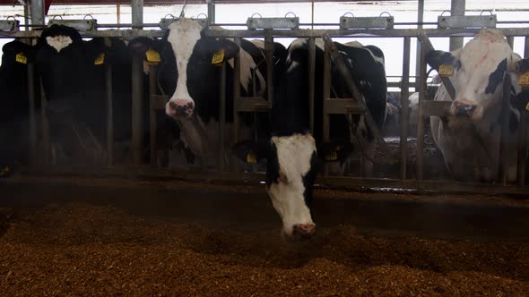 Cows Eating Oats in Barn