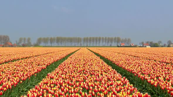 Zoom out on a field with red and yellow tulips