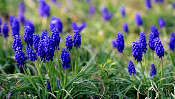 Purple and blue flowers on a green grass background. Muscari Armenian.