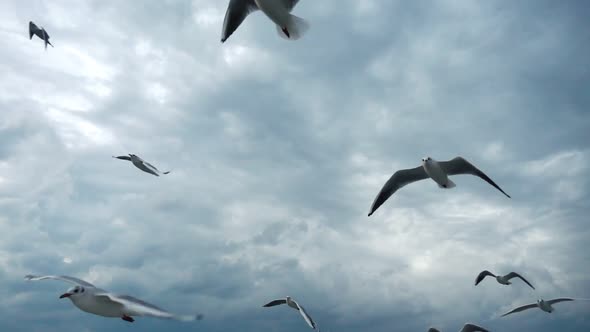 Flock Of Seagulls Fly Overhead Slow  Motion 