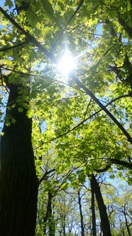 Vertical Video of the Forest in the Spring