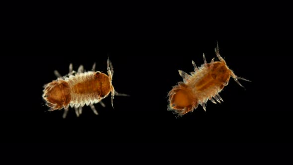 Plankton and Zooplankton of the Black Sea, Crustacean Cilicaea Sp., Type Arthropod, Order Isopoda