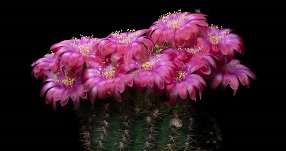 Pink Colorful Flowers Timelapse of Blooming Lobivia Cactus Opening
