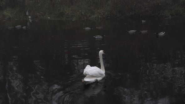 Graceful single swan floats on water with ducks wide shot