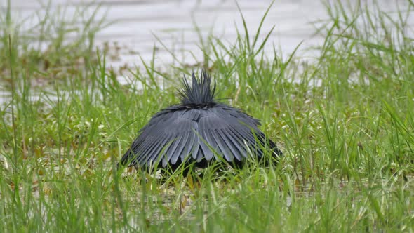 Black heron hunting for fish