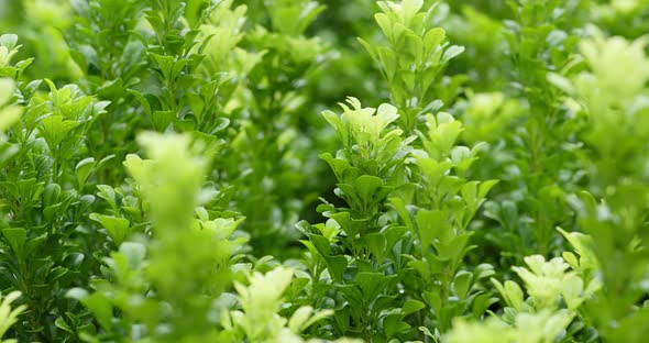 Green plant with breeze 