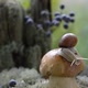 A Large Snail Crawls on a White Mushroom in the Forest - VideoHive Item for Sale